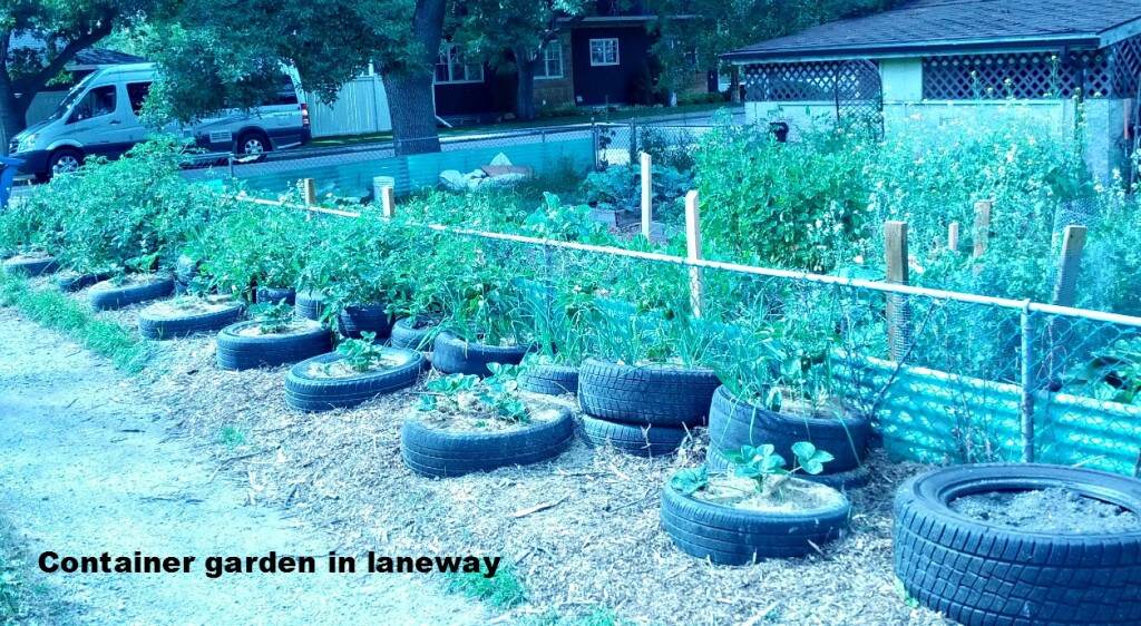 container garden in laneway sized