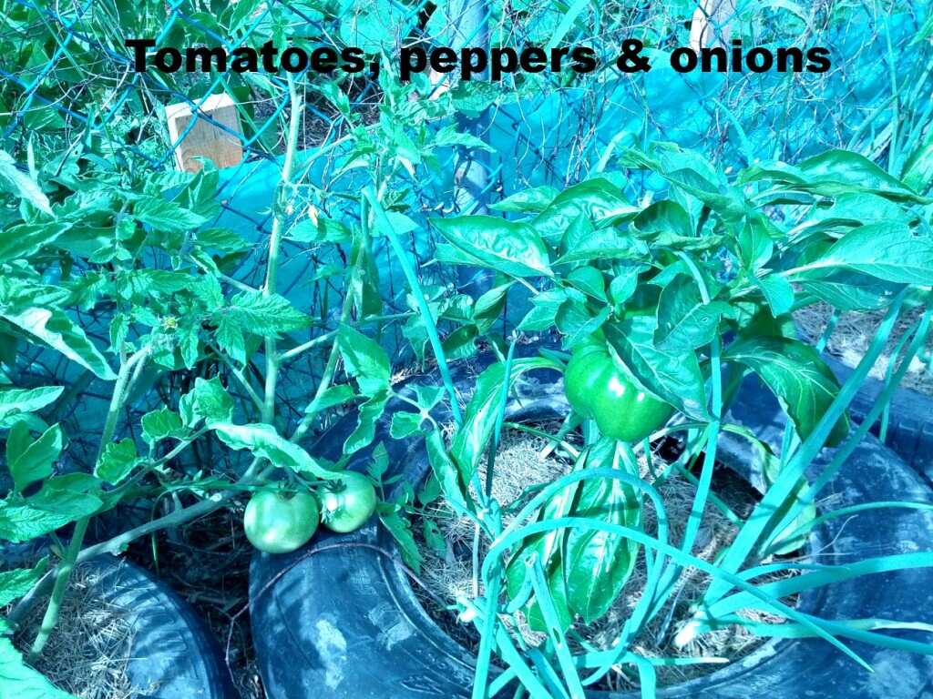 tomatoes peppers onions sized