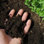 Everything You Need to Know About Worm Castings - Soil Kings - QUALITY BULK LANDSCAPE SUPPLIES