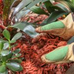 Mulching Your Landscape for Summer — What, Why, Where, When - Soil Kings - Bulk Landscape Supplies Calgary