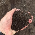 Aged Compost