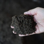 Worm Castings for Soil Improvements