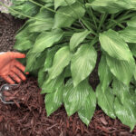 Best Time to Mulch