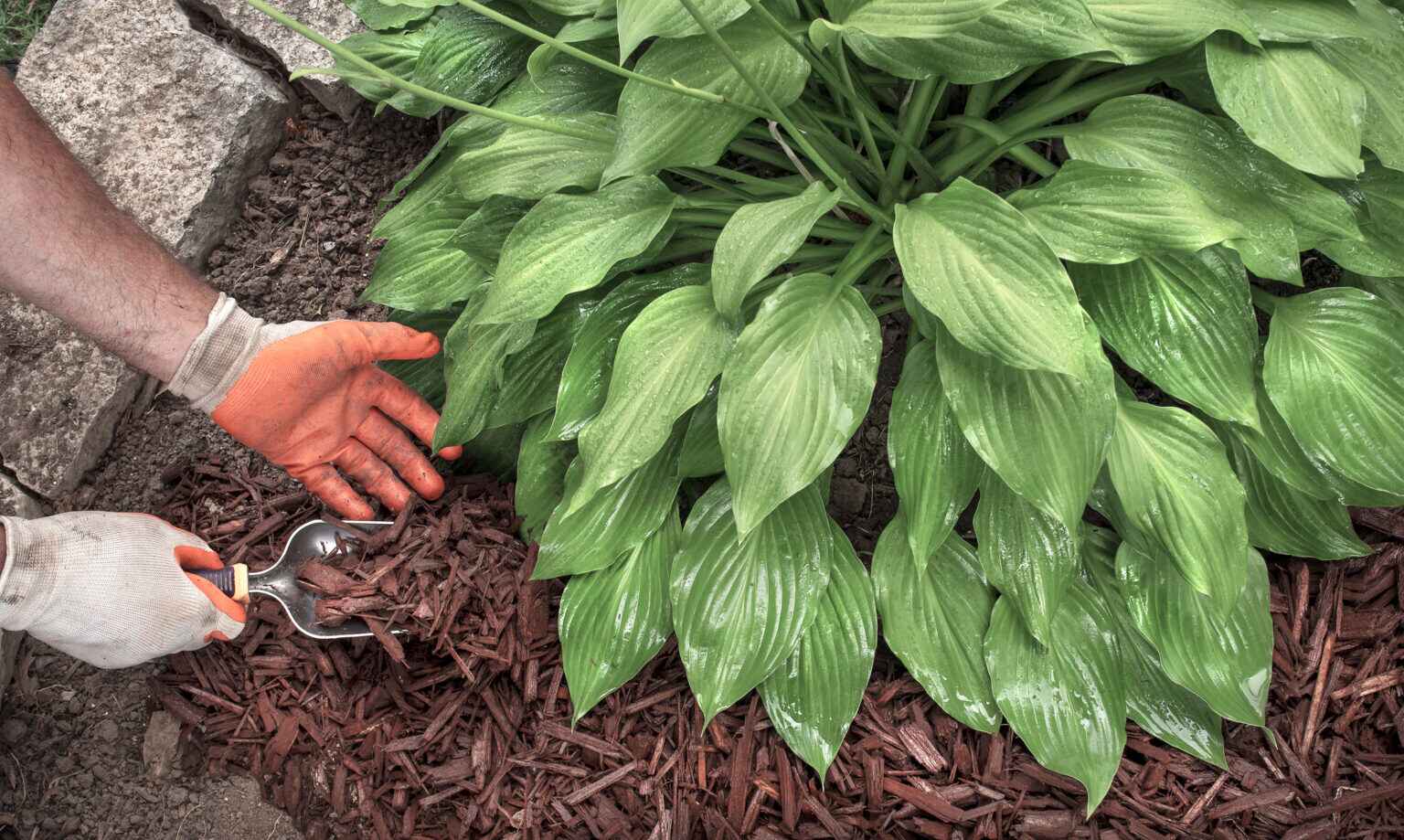 Should You Mulch in Spring, Summer or Fall? Soil Kings