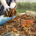 Manage your soil conditions with mulch