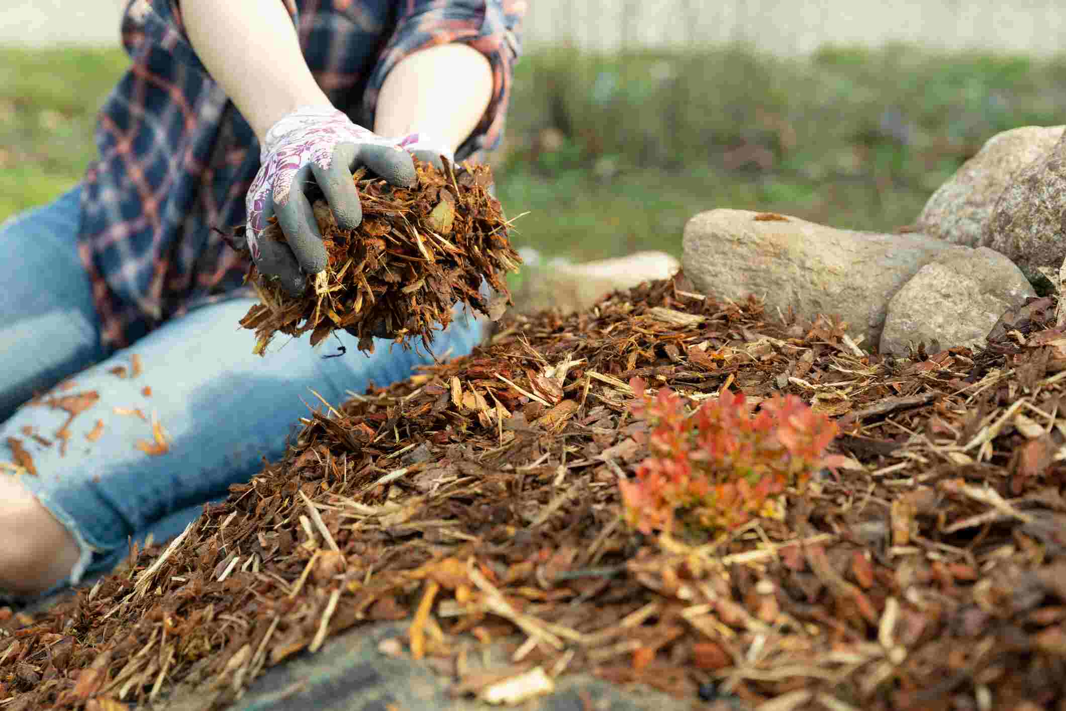 Manage your soil conditions with mulch