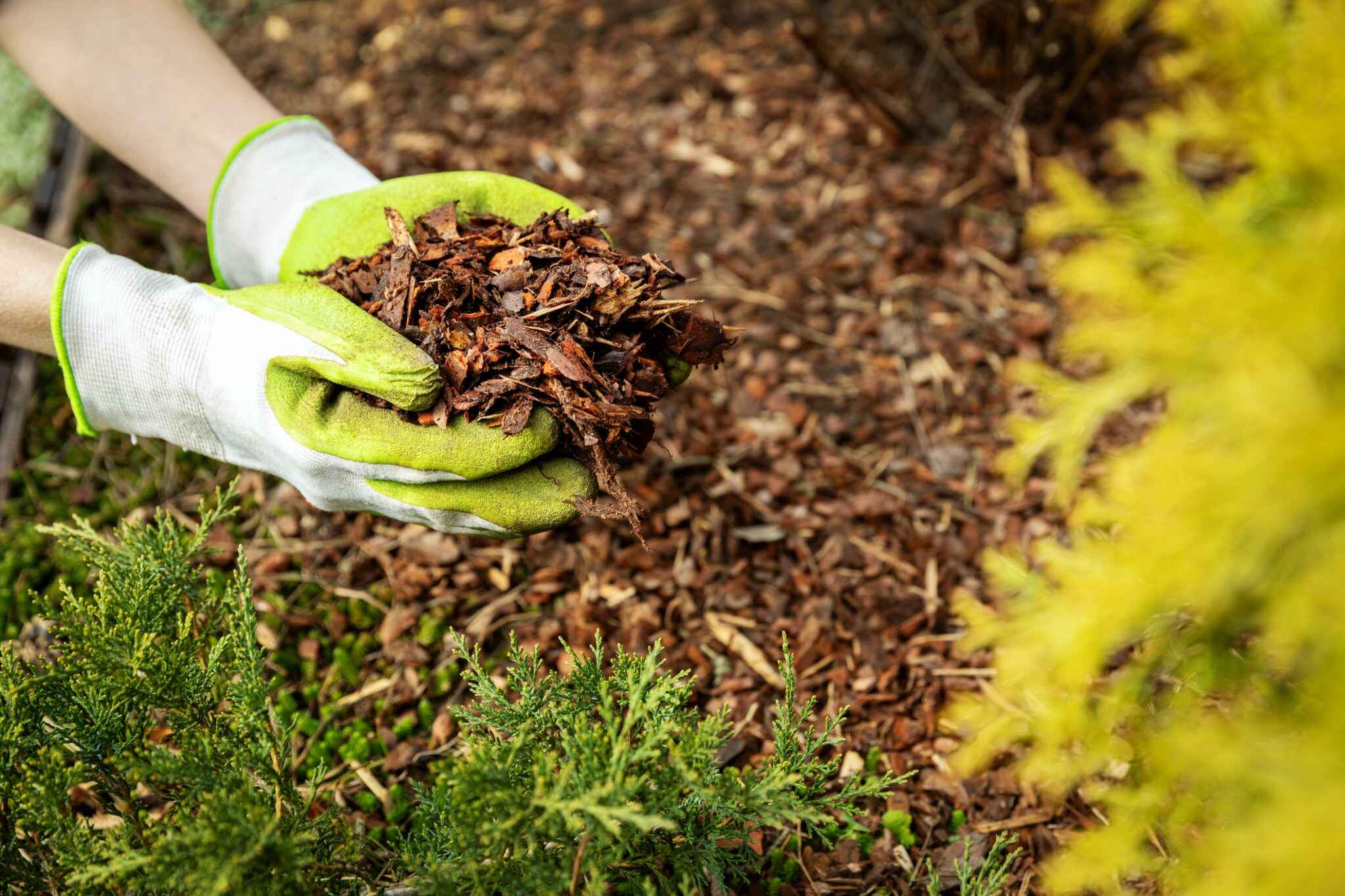 How to Mulch around Shrubs for Moisture Retention: Ultimate Guide
