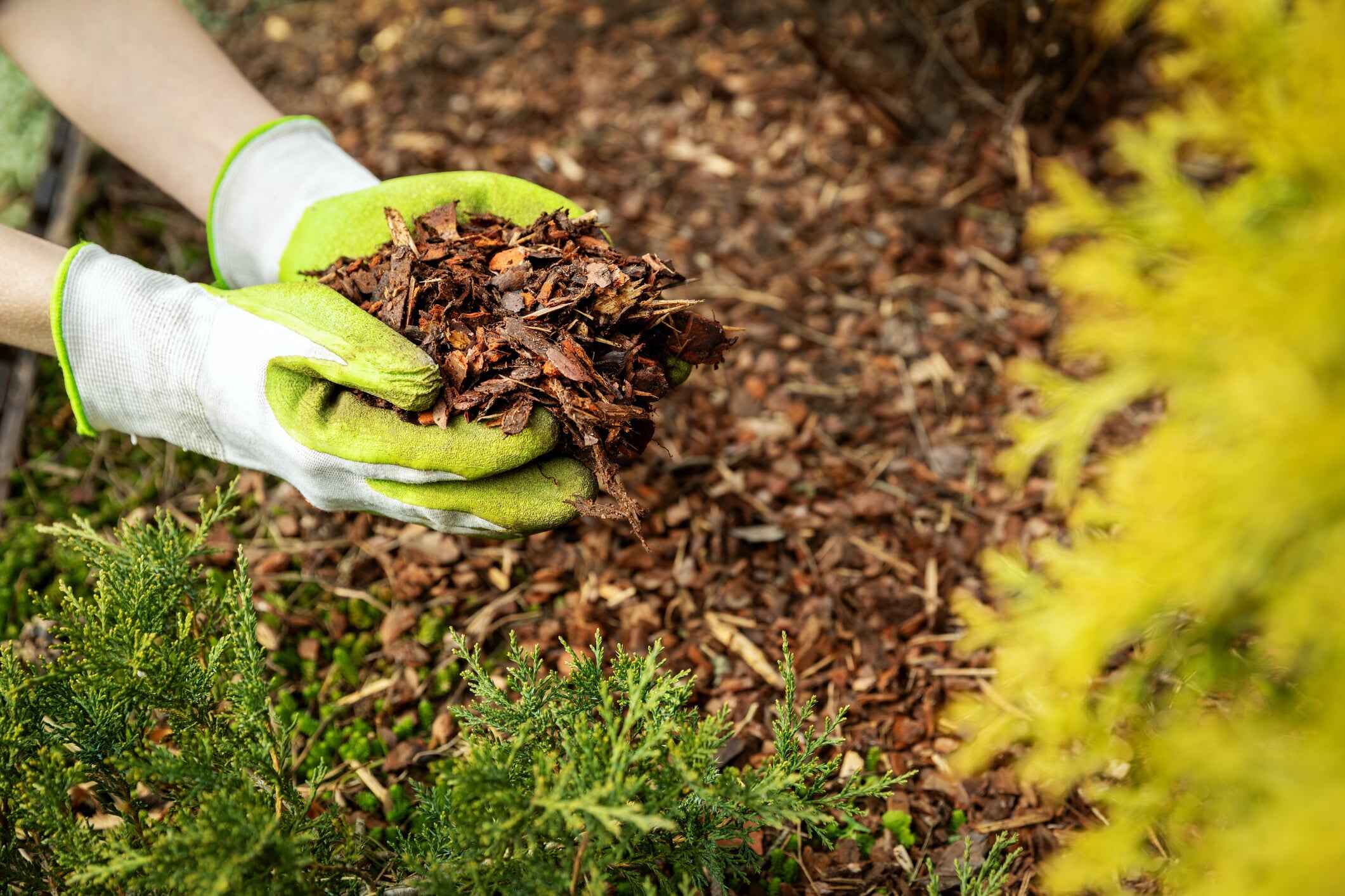 Close up of a person wearing gardening gloves after they chose the right type of mulch