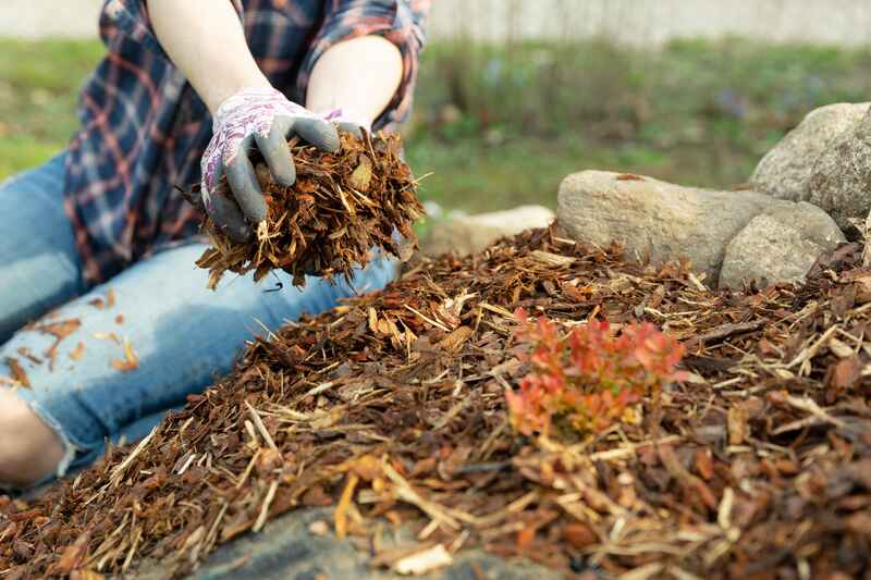 Apply Mulch to Maximize Plant Growth
