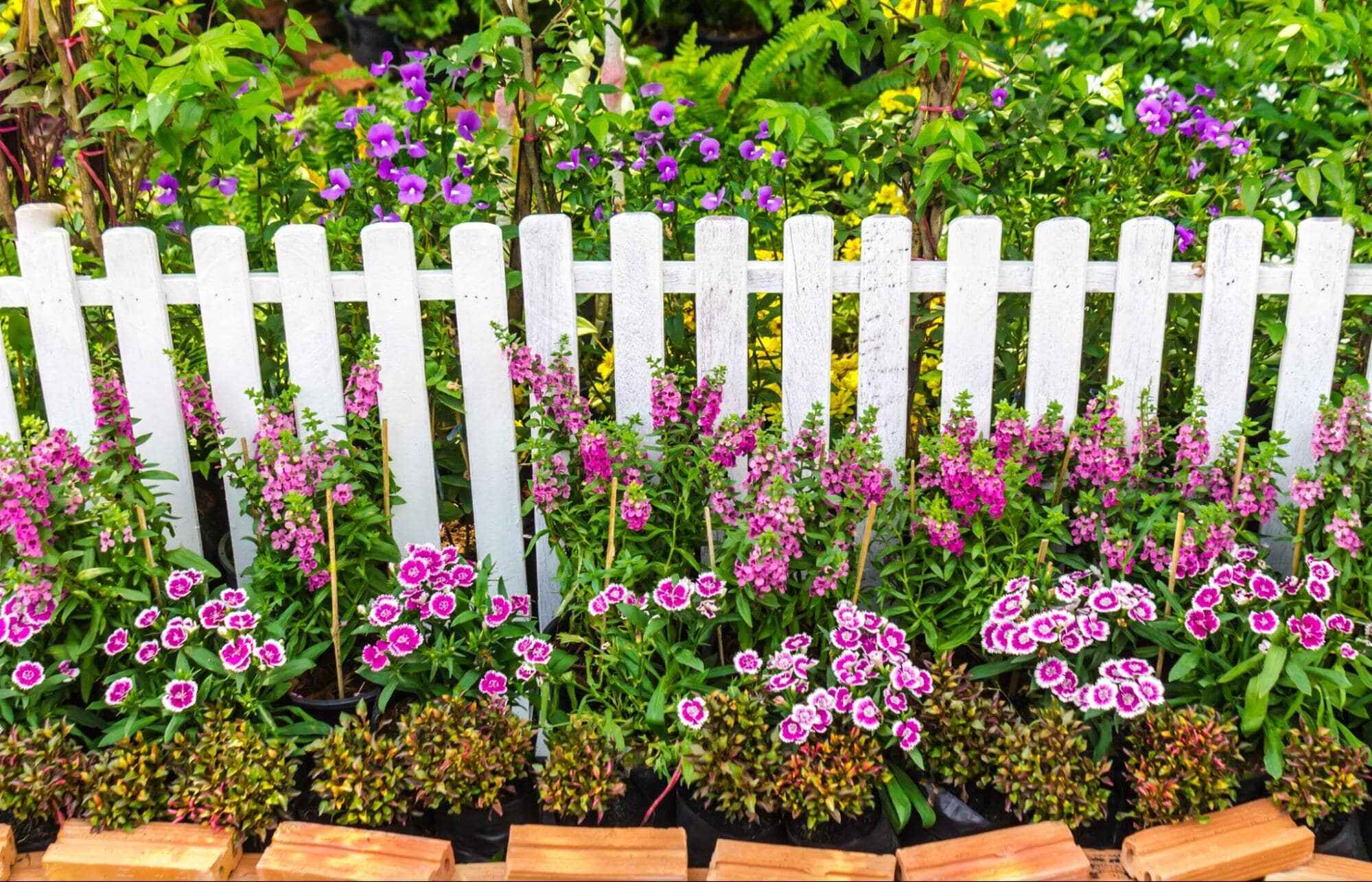 The Basics of Planting a Garden