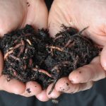 Worm Castings Improve Soil Quality