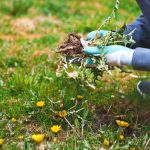 Best Ways to Combat Weeds