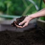 A gardener is preparing the best gardening soil mix to plant her vegetables.