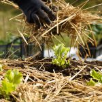 A gardener is putting straw as a secret ingredient in the best soil for raised garden beds.