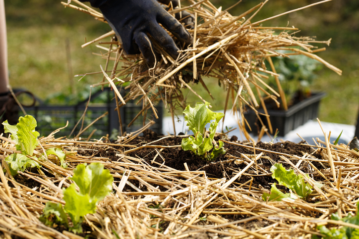 A gardener is putting straw as a secret ingredient in the best soil for raised garden beds.