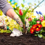 A gardener is planting a flower to test which is more suitable to use: screened vs. unscreened topsoil.