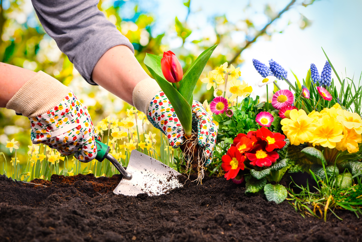A gardener is planting a flower to test which is more suitable to use: screened vs. unscreened topsoil.