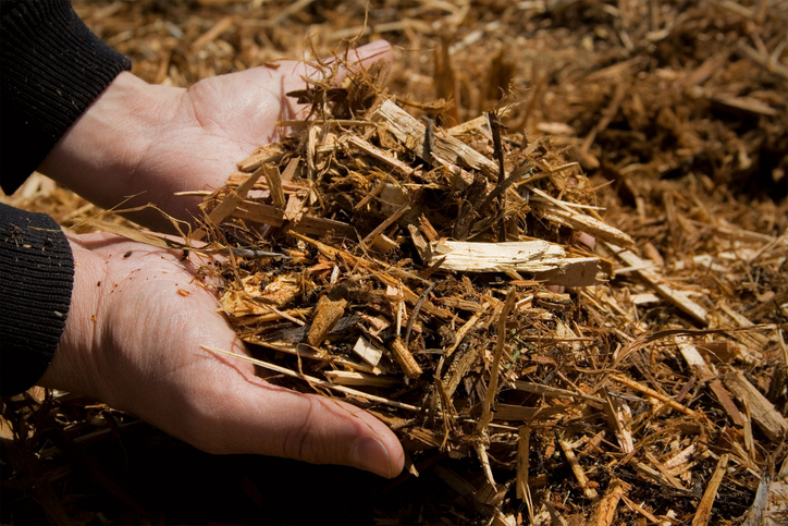 Close-up of cedar mulch spread over garden soil, showing its rich color and texture.