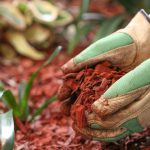 What is red mulch: close-up view of gloved hands handling vibrant red mulch, illustrating landscaping techniques.