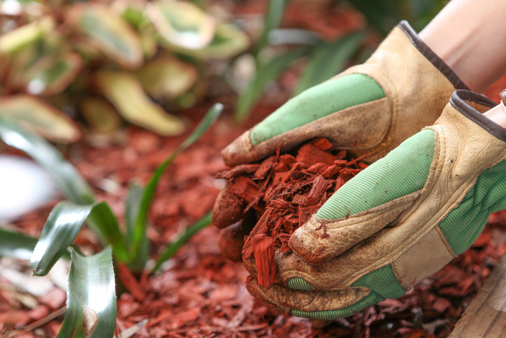 What is red mulch: close-up view of gloved hands handling vibrant red mulch, illustrating landscaping techniques.