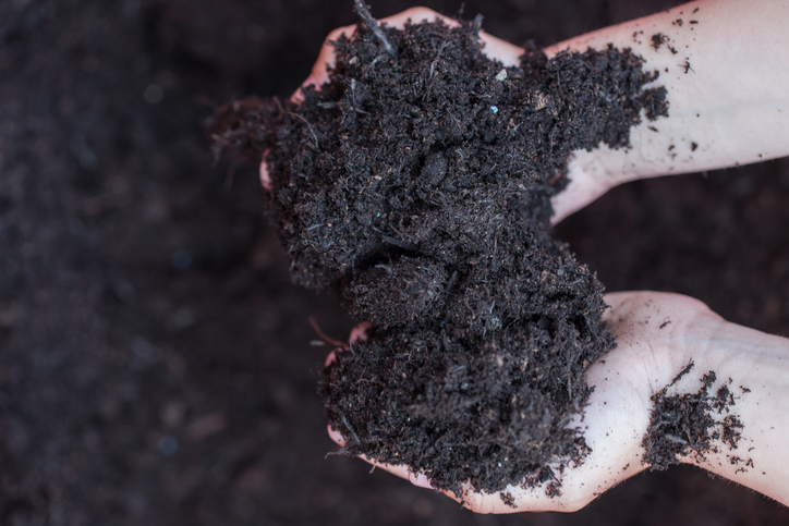 Close-up of nutrient-rich worm castings being added to garden soil to enhance plant growth and soil health.