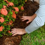 Applying montane garden mulch in a landscaped flower bed for soil health.