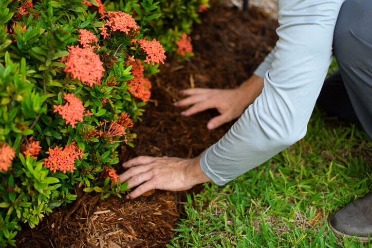 Applying montane garden mulch in a landscaped flower bed for soil health.