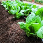 An organic soil blends to boost plant and quality.