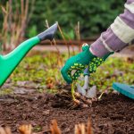 A woman preparing on how to get garden ready for fall season by organizing and maintaining plants.