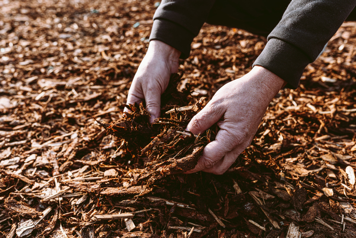Hands of male gardener holding wood chips mulch closeup.