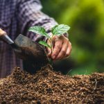 Close-up of mulch in hand with a small plant, symbolizing the best mulch for fall gardening.