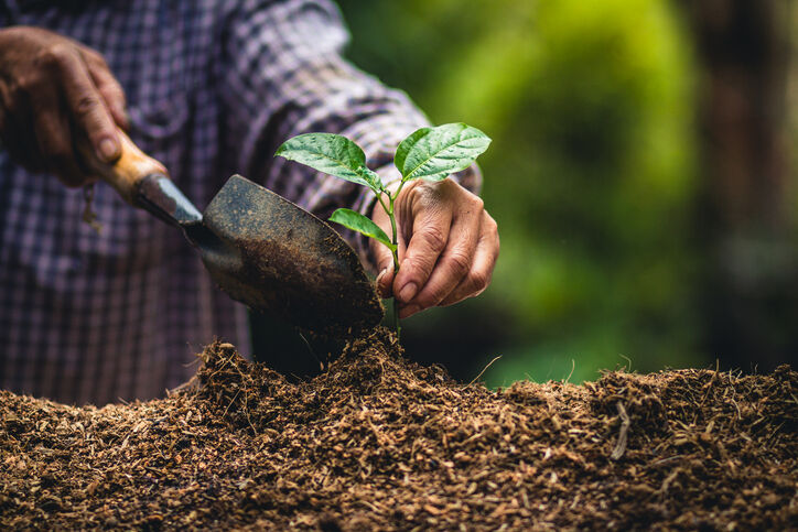 Close-up of mulch in hand with a small plant, symbolizing the best mulch for fall gardening.