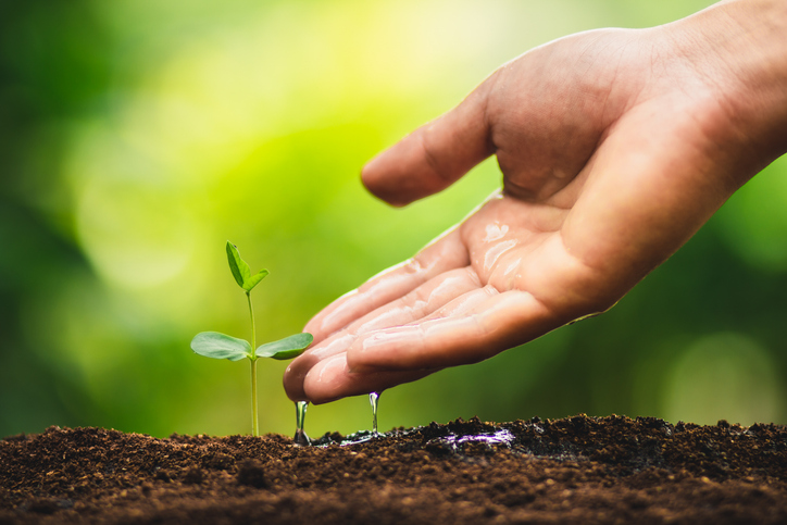 Close-up of healthy soil supporting plant growth..