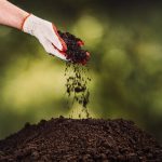 Close-up of a hand holding fertile soil, symbolizing plant growth in different soil types as the foundation of plant growth and healthy development.