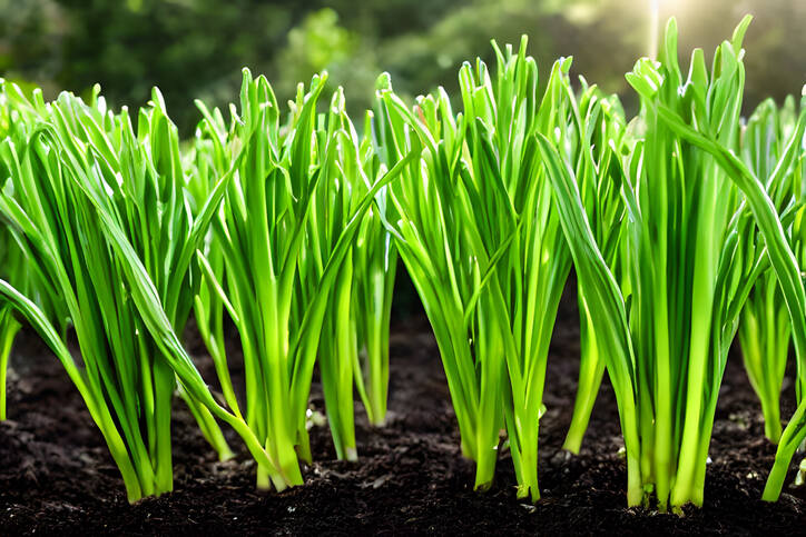 Soil and plant nutrition shown through a plant thriving in rich soil.