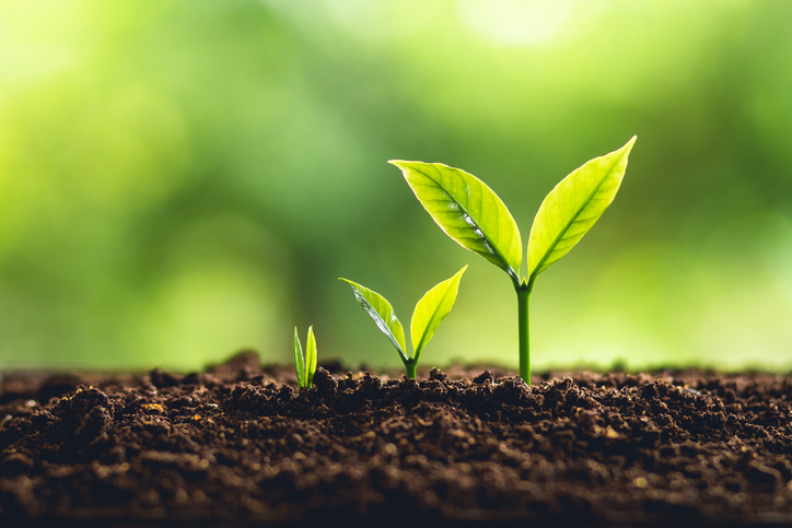 The role of soil in plant nutrition shown through a plant growing in fertile soil.