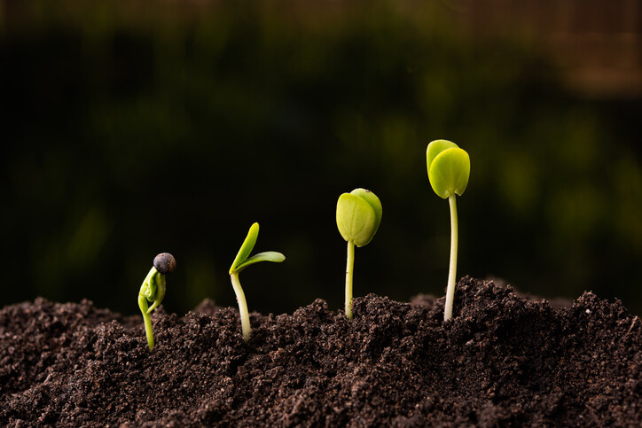 Healthy sprouts thriving in soil, highlighting how soil types matter for plant growth and proper nutrition.