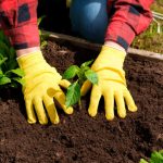 Gardener wearing yellow gloves planting a young green plant in rich, dark loamy soil, demonstrating the best soil for backyard gardening.