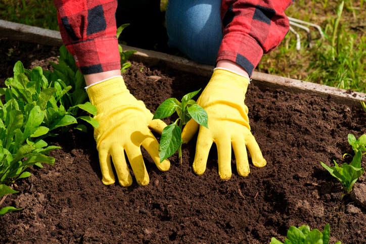 Gardener wearing yellow gloves planting a young green plant in rich, dark loamy soil, demonstrating the best soil for backyard gardening.