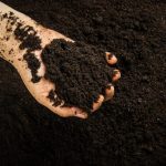 Hand holding dark soil showing texture difference relevant to screened vs unscreened topsoil comparison.