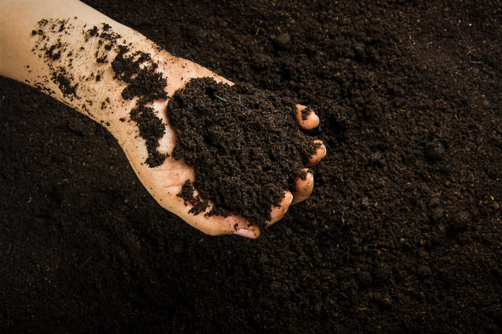 Hand holding dark soil showing texture difference relevant to screened vs unscreened topsoil comparison.