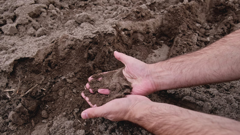 Hands holding clumpy unscreened topsoil.