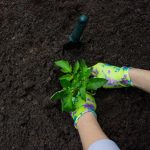 Hands wearing floral gloves planting a green plant in dark, nutrient-rich soil, representing the best gardening soil mix for healthy growth.