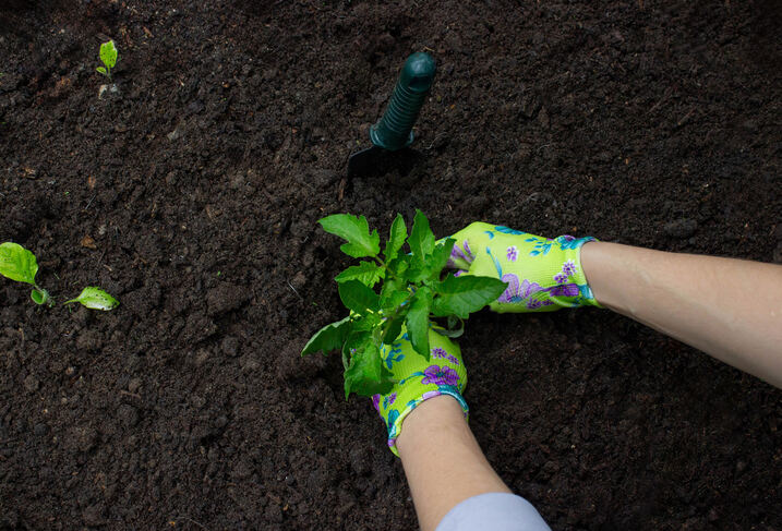 Hands wearing floral gloves planting a green plant in dark, nutrient-rich soil, representing the best gardening soil mix for healthy growth.