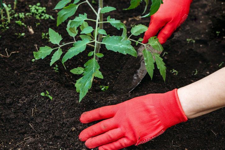 What are worm castings and why they matter, gardener planting a young tomato plant in soil enriched with worm castings.