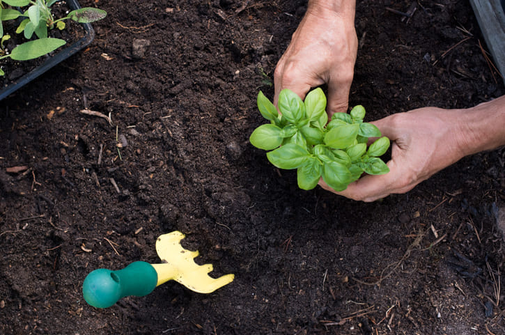 Hands planting a green plant in nutrient-rich soil with garden tools nearby, showing soil blends that work better for flower beds.