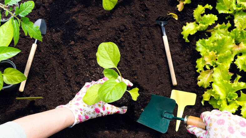 Gardener planting leafy green seedlings in rich soil with tools nearby, illustrating why soil selection should change from one backyard project to another.