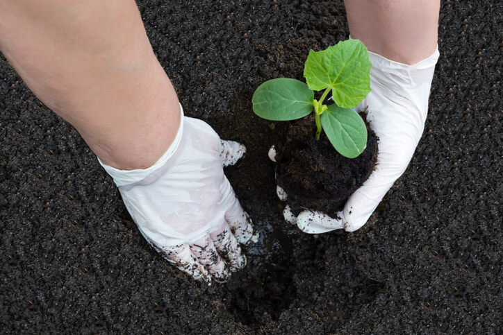 Why worm castings work well in vegetable production, gardener planting a young vegetable seedling in nutrient-rich soil enhanced with worm castings.