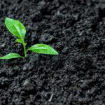 Early plant growth supported by natural worm castings in garden soil.