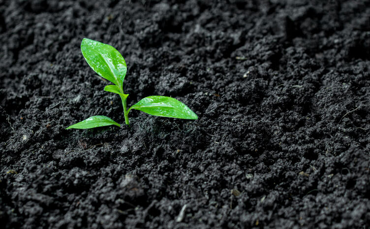 Early plant growth supported by natural worm castings in garden soil.